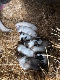 Pastore dell'Asia centrale