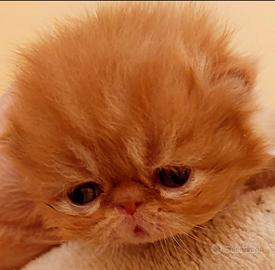 Gattino Persiano