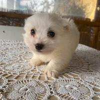 Cucciolo di maltese toy