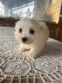 Cucciolo di maltese toy