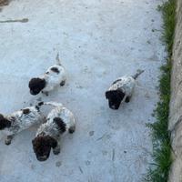 Cucciole lagotto romagnolo pedigree