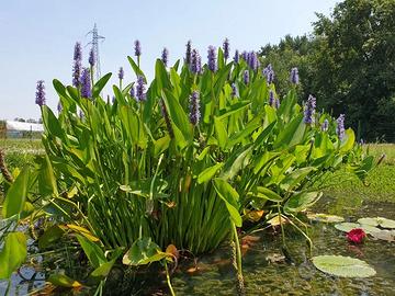 Piante da laghetto pontederia