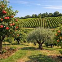 Lezioni private di potatura - da frutto e olivo