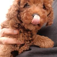 Disponibile cucciolo barboncino Toy fulvo maschio