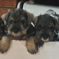 Schnauzer nano pepe sale, zwergschnauzer pepe sale