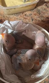 Parrocchetti dal collare pullo blu