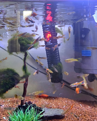 Platy/Guppy pesci