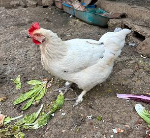 Gallina ovaiola