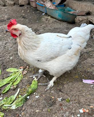 Gallina ovaiola