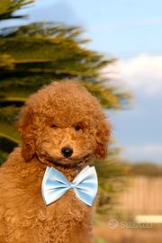 Barboncino red nano maschio con pedigree