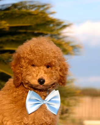 Barboncino red nano maschio con pedigree