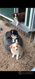 cuccioli border  collie   per l  estate 