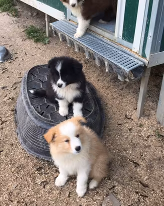 cuccioli border  collie   per l  estate 
