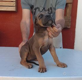 Cuccioli Cane Corso
