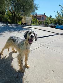 Cucciola di setter inglese