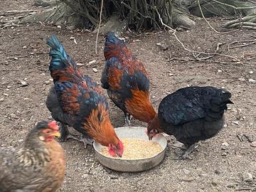 Vendita galli Marans