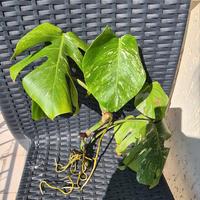 talea di Monstera Variegata 