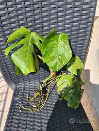 talea di Monstera Variegata 