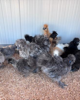 Galline Moroseta ornamentali di vari colori