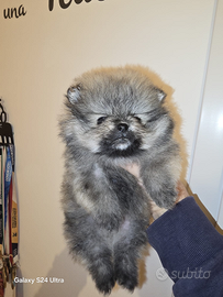 Toy pomerania spitz tedeschi nano mini pedigree