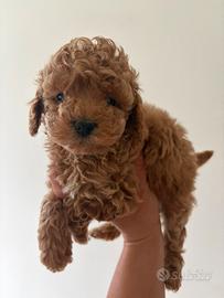 Barboncini mini e maltipoo