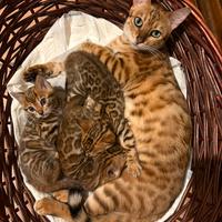 Cuccioli gatto bengala