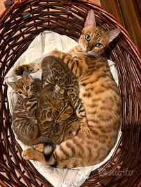 Cuccioli gatto bengala