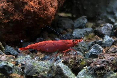Neocaridina Davidi Red Sakura