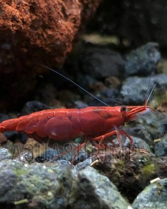 Neocaridina Davidi Red Sakura