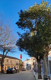 Immobile Cercemaggiore (CB) centro