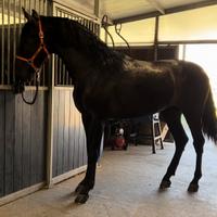 Cavallo Andaluso
