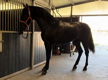 Cavallo Andaluso