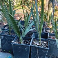 piantine di palma da datteri