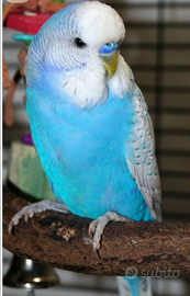 Cocorite in blocco si vende