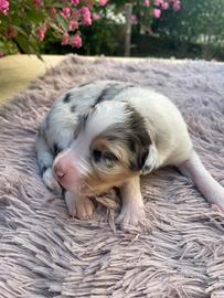 Pastore australiano Blue merle