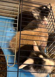 Cuccioli di coniglietti