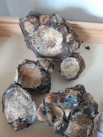 Fossili conchiglie
