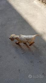 Si cedono cuccioli di setter