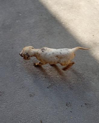 Si cedono cuccioli di setter