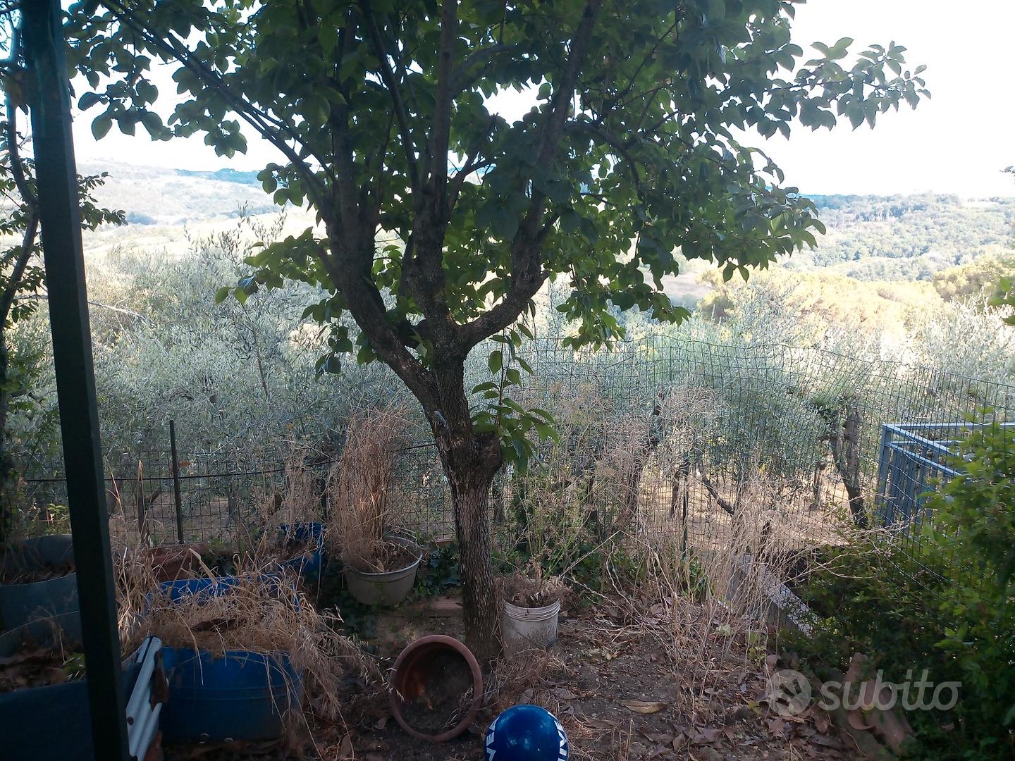 Apartment in Montespertoli, La Torre - Vista 5