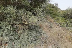 Terreno da pascolo zona S.Martino, Quartu