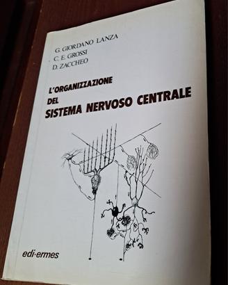 L'ORGANIZZAZIONE DEL SISTEMA NERVOSO CENTRALE 