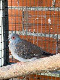 Tortore Diamantine