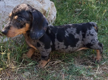 Bassotto vari colori