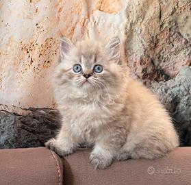 Gattine Scottish Longhair
