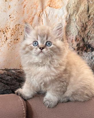 Gattine Scottish Longhair