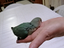 Immagine 4