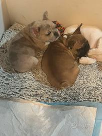 Bulldog francese