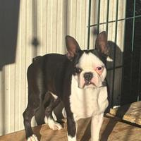 Cucciolo di boston terrier da compagnia