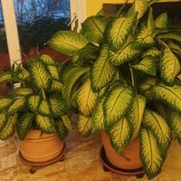 Dieffenbachia - rami per propagazione